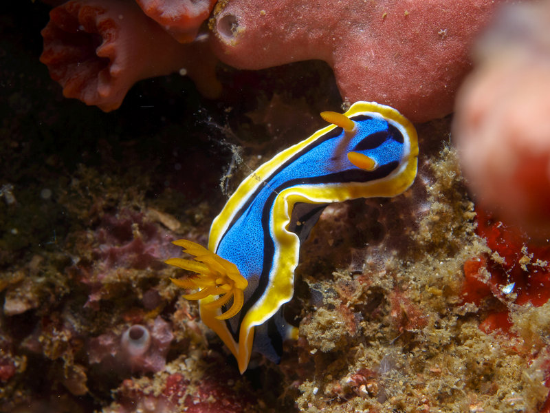 Nudibranch, Sinandigan Wall